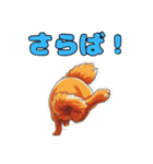 軽く使えるポメラニアンズ（個別スタンプ：4）