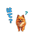 軽く使えるポメラニアンズ（個別スタンプ：12）