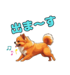 軽く使えるポメラニアンズ（個別スタンプ：20）