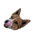 犬大切（個別スタンプ：1）