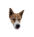 犬大切（個別スタンプ：2）