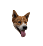 犬大切（個別スタンプ：3）