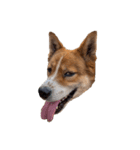 犬大切（個別スタンプ：4）