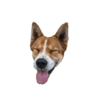犬大切（個別スタンプ：5）