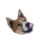 犬大切（個別スタンプ：6）