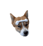 犬大切（個別スタンプ：7）