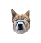 犬大切（個別スタンプ：8）