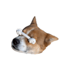 犬大切（個別スタンプ：10）