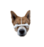 犬大切（個別スタンプ：11）