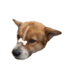 犬大切（個別スタンプ：12）