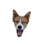 犬大切（個別スタンプ：13）