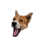 犬大切（個別スタンプ：14）