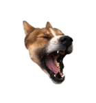 犬大切（個別スタンプ：15）