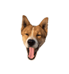 犬大切（個別スタンプ：16）