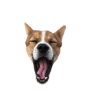 犬大切（個別スタンプ：17）