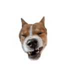 犬大切（個別スタンプ：18）