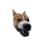 犬大切（個別スタンプ：19）