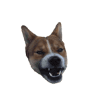 犬大切（個別スタンプ：20）