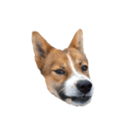犬大切（個別スタンプ：21）