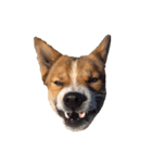 犬大切（個別スタンプ：22）