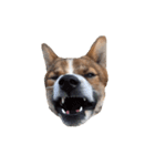 犬大切（個別スタンプ：23）
