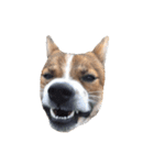 犬大切（個別スタンプ：24）