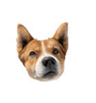犬大切（個別スタンプ：27）