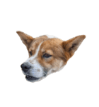 犬大切（個別スタンプ：28）