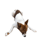 犬大切（個別スタンプ：30）