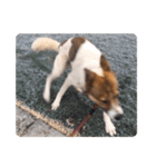 犬大切（個別スタンプ：31）