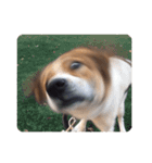 犬大切（個別スタンプ：32）