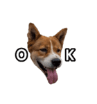 犬大切（個別スタンプ：33）