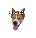 犬大切（個別スタンプ：34）