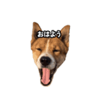 犬大切（個別スタンプ：35）