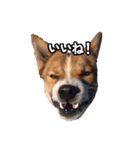 犬大切（個別スタンプ：36）