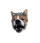 犬大切（個別スタンプ：37）