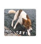 犬大切（個別スタンプ：39）