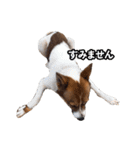 犬大切（個別スタンプ：40）