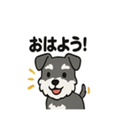かわいいミニチュアシュナウザーのスタンプ（個別スタンプ：1）