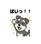 かわいいミニチュアシュナウザーのスタンプ（個別スタンプ：4）