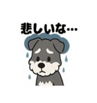かわいいミニチュアシュナウザーのスタンプ（個別スタンプ：8）