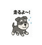かわいいミニチュアシュナウザーのスタンプ（個別スタンプ：11）