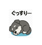 かわいいミニチュアシュナウザーのスタンプ（個別スタンプ：14）