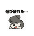 かわいいミニチュアシュナウザーのスタンプ（個別スタンプ：15）