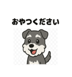 かわいいミニチュアシュナウザーのスタンプ（個別スタンプ：17）