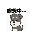 かわいいミニチュアシュナウザーのスタンプ（個別スタンプ：18）
