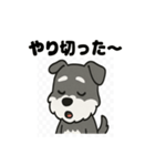 かわいいミニチュアシュナウザーのスタンプ（個別スタンプ：20）