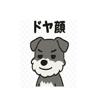 かわいいミニチュアシュナウザーのスタンプ（個別スタンプ：22）