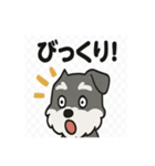 かわいいミニチュアシュナウザーのスタンプ（個別スタンプ：26）