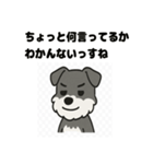 かわいいミニチュアシュナウザーのスタンプ（個別スタンプ：27）
